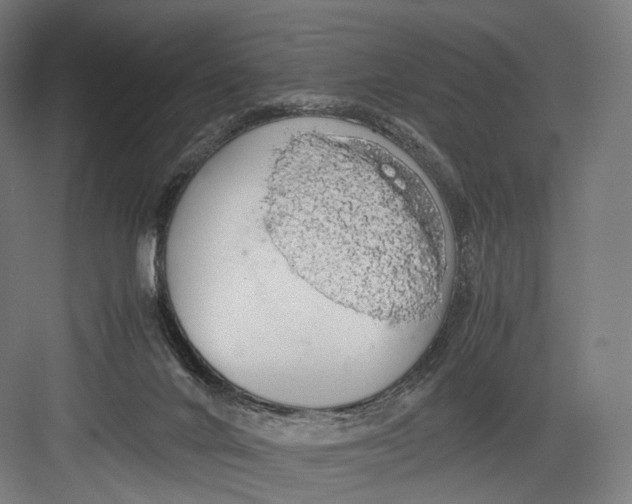 X0000082690024200702161736