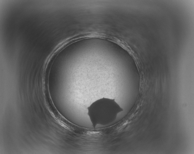 X0000082690055200702161734