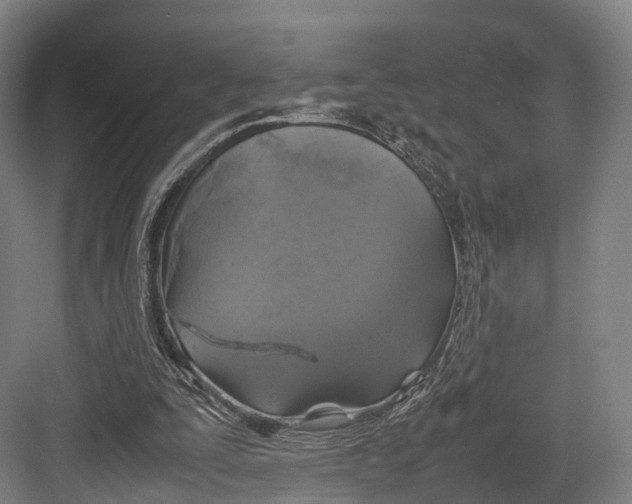 X0000082690295200702161731