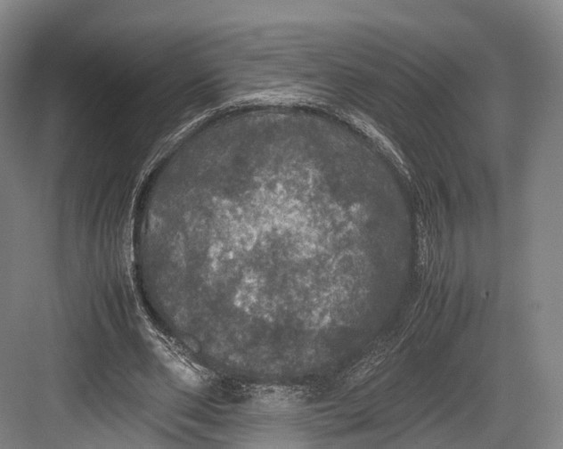 X0000082690486200702161728