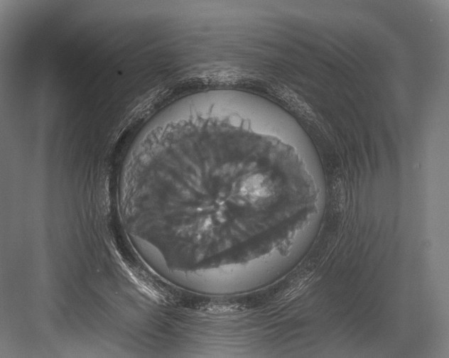 X0000082690638200702161725