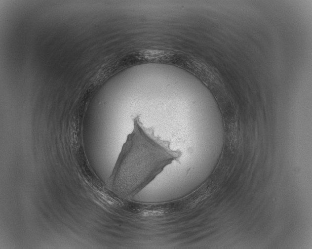 X0000082690653200702161725