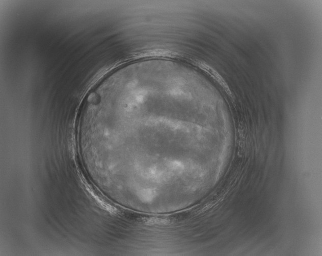 X0000082690890200702161721