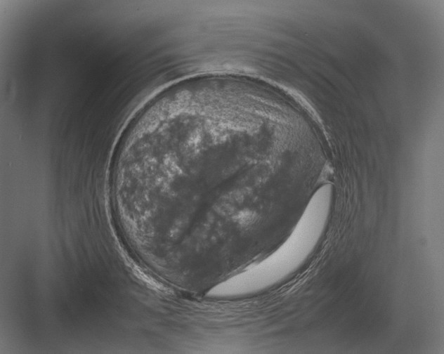 X0000082690895200702161721