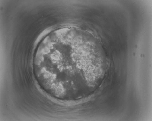 X0000082690006200702232216