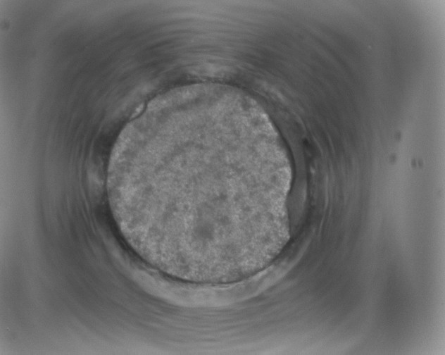 X0000082690040200702232216