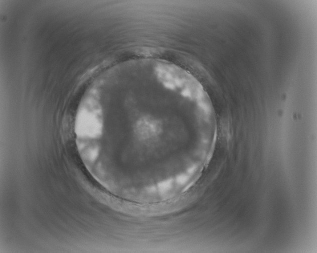 X0000082690043200702232216