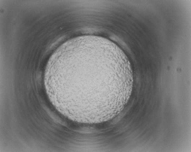 X0000082690066200702232215