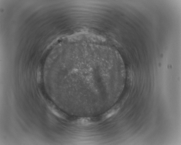 X0000082690080200702232215