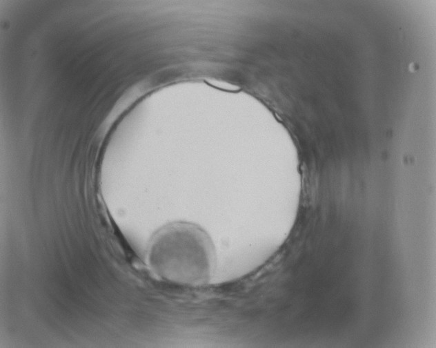 X0000082690099200702232215