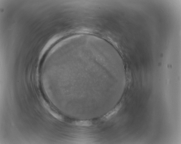 X0000082690102200702232215