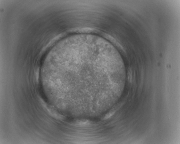 X0000082690206200702232213