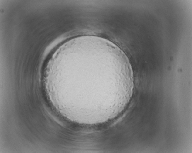 X0000082690246200702232212