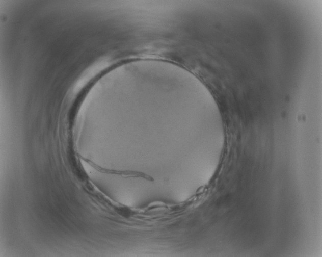 X0000082690295200702232212