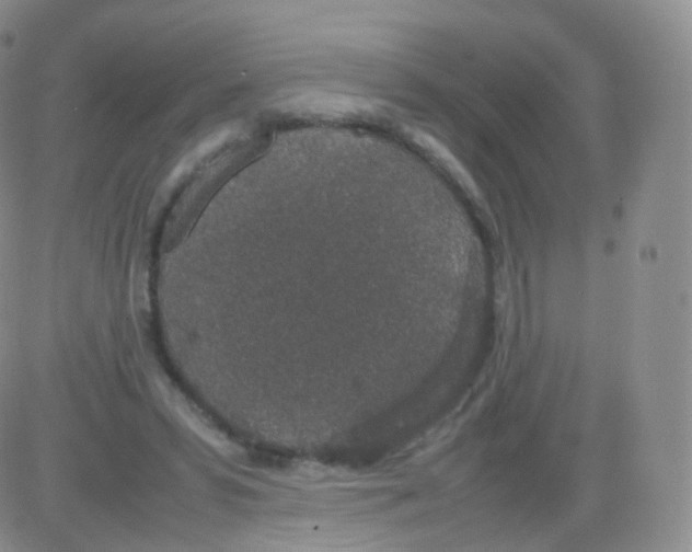 X0000082690399200702232210