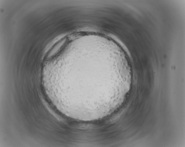 X0000082690437200702232209