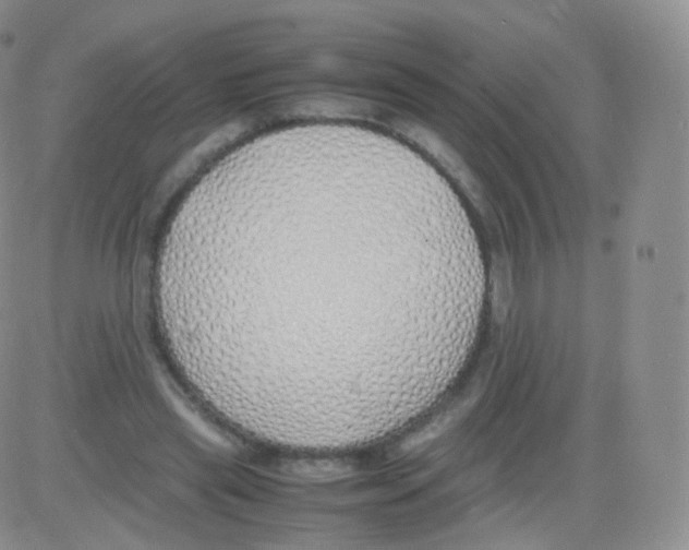 X0000082690445200702232209