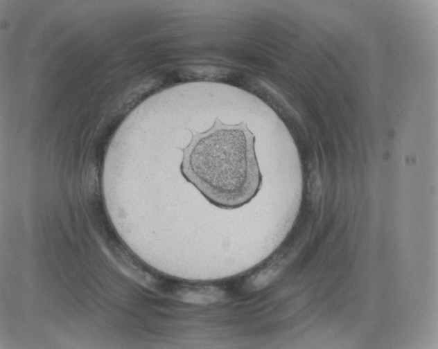 X0000082690459200702232209