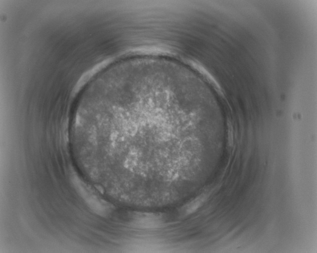 X0000082690486200702232208