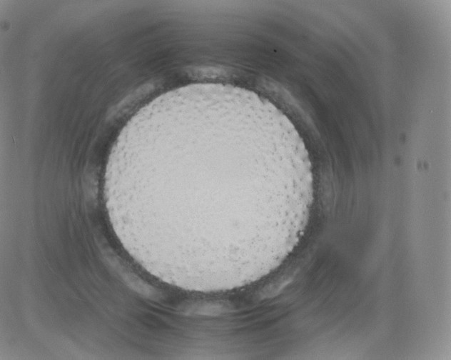 X0000082690545200702232207