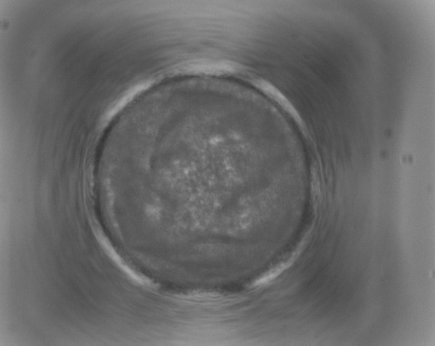 X0000082690581200702232207