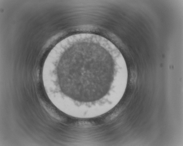 X0000082690636200702232205