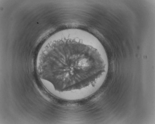 X0000082690638200702232205