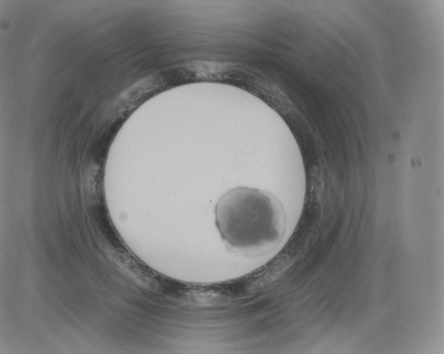 X0000082690650200702232206