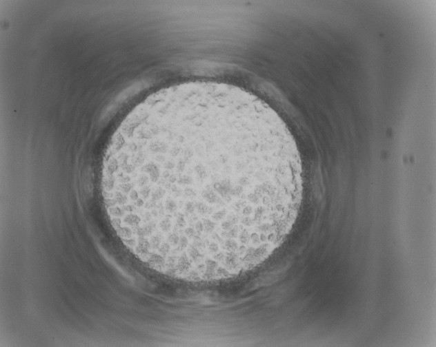 X0000082690683200702232205