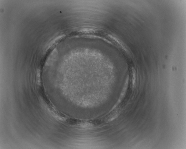 X0000082690696200702232205