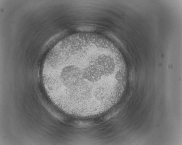 X0000082690733200702232204