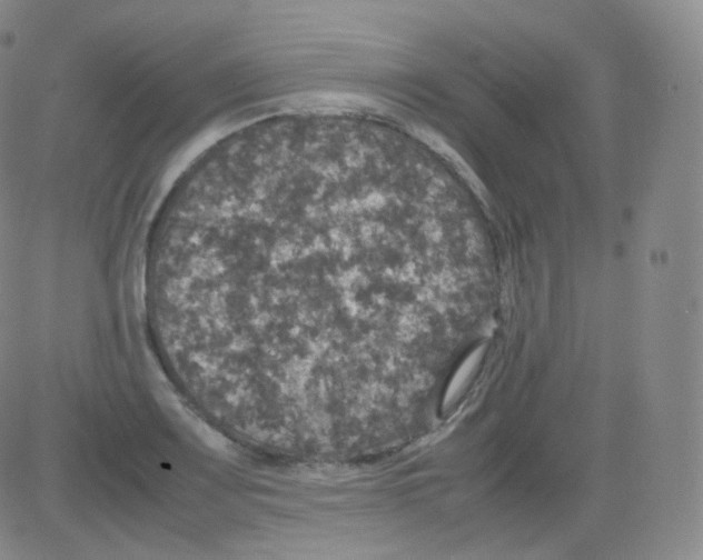 X0000082691083200702232158