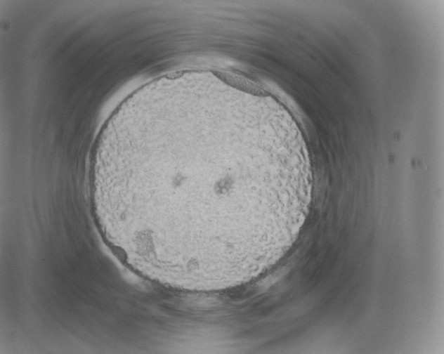 X0000082691103200702232158