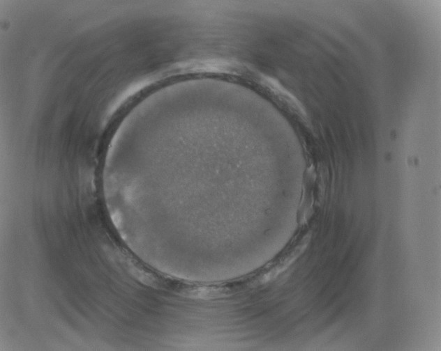 X0000082691166200702232156