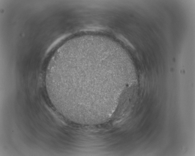 X0000082691208200702232155