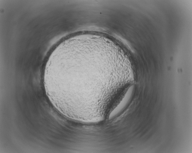 X0000082691264200702232155