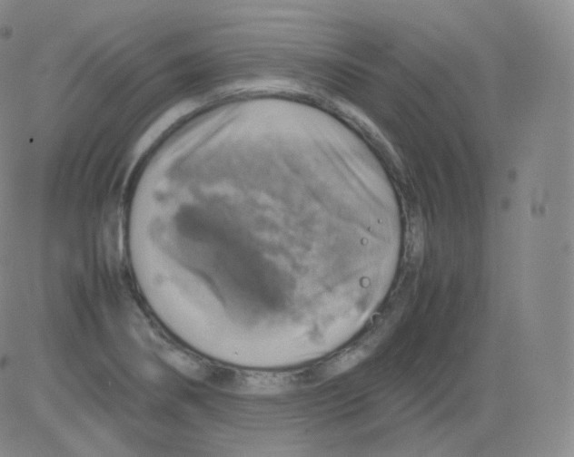 X0000082691274200702232155