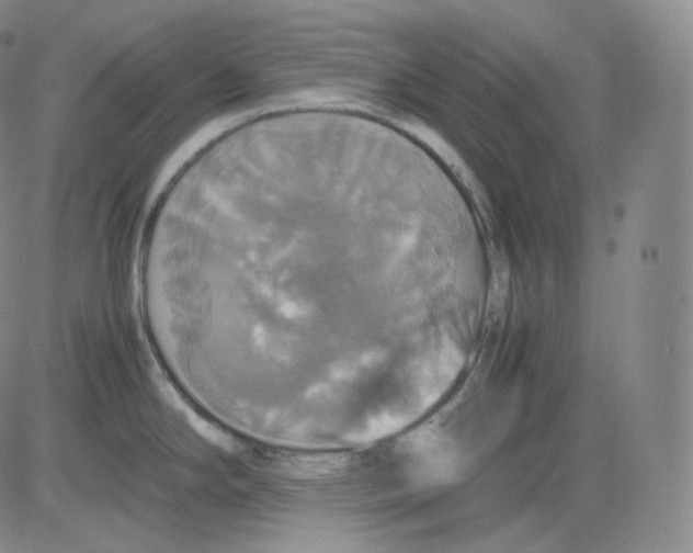 X0000082691294200702232154