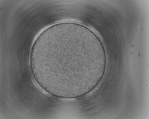 X0000082691296200702232154