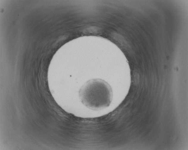 X0000082691297200702232154