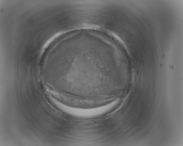 X0000082691310200702232154