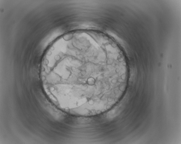 X0000082691314200702232154