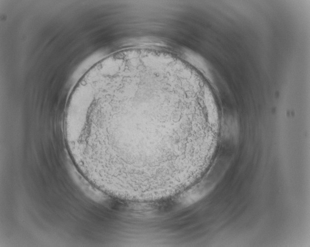 X0000082691338200702232154