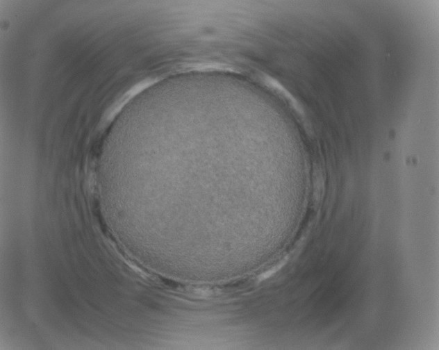 X0000082691361200702232153