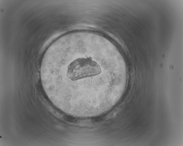 X0000082691363200702232153