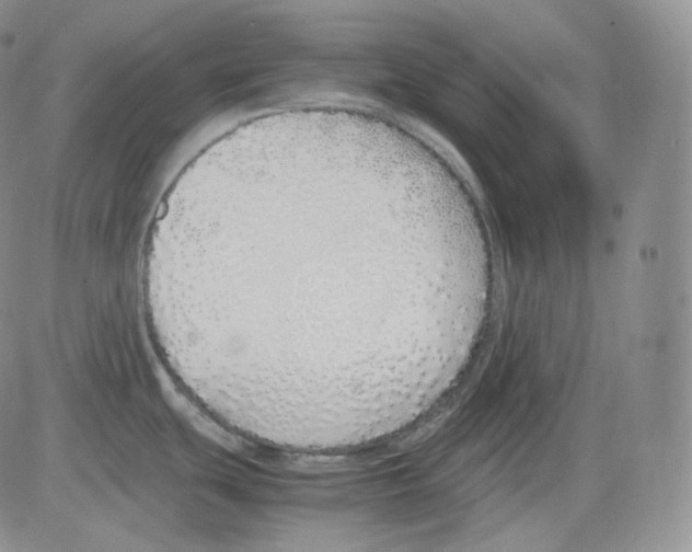 X0000082691439200702232153