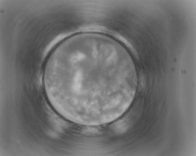 X0000082691462200702232152