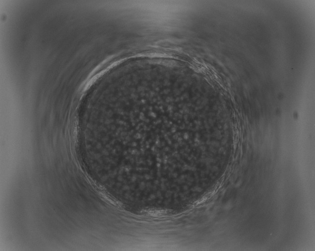 X0000082700295200702091729