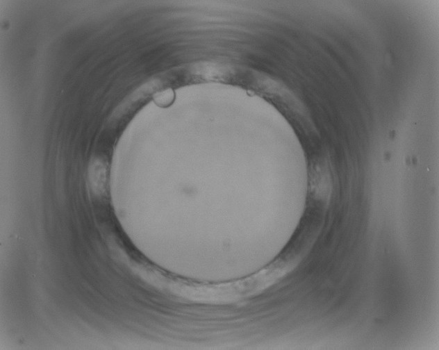 X0000082700036200702232242