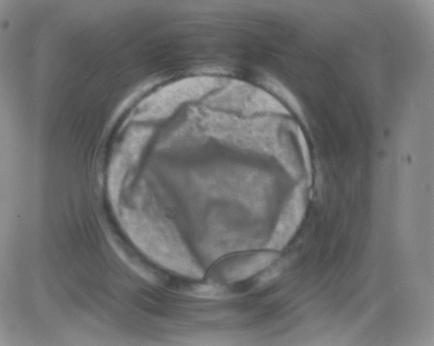 X0000082700059200702232241